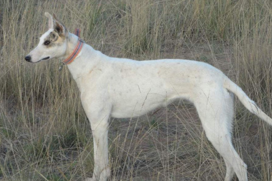 格力犬怎么训练速度和耐力，使用跑步机或负重训练服 格力犬负重服