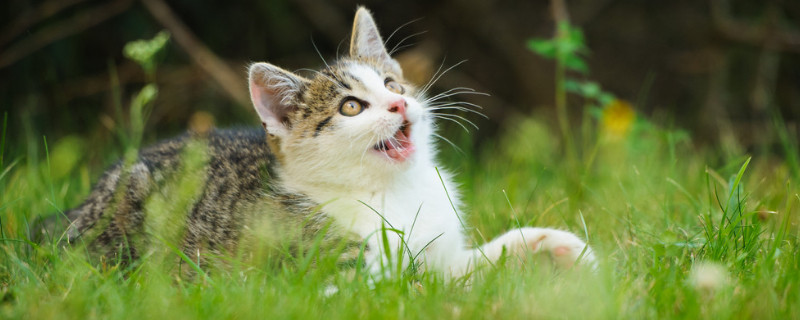 猫咪需要磨牙吗 猫咪用磨牙吗