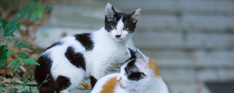 奶牛猫的性格特点 奶牛猫的性格特点是什么