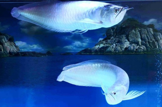 银龙鱼的饲养方法，饲养银龙鱼的技巧 银龙鱼怎样饲养