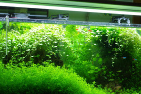 鱼缸里的绿藻怎么清理 鱼缸里面的绿藻怎么清除
