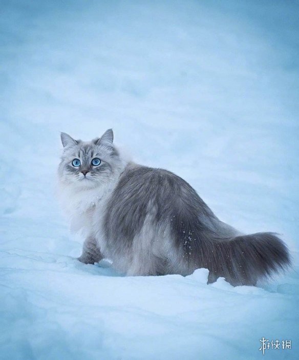 俄罗斯猫被制裁 梗百科技巧分享