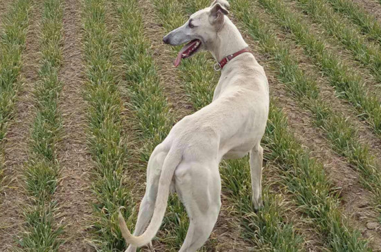 格力犬怎么训练速度和耐力，使用跑步机或负重训练服 格力犬负重服