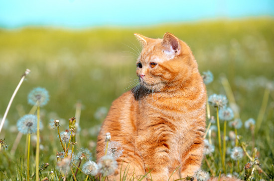 绣球花对猫有什么伤害 绣球花对猫狗有什么伤害