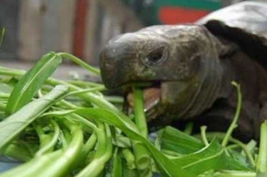 乌龟吃什么食物?几天吃一次? 乌龟几天吃一次食物