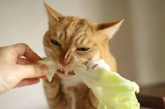 猫吃什么蔬菜 猫吃什么蔬菜养胃