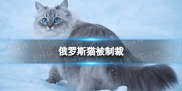 俄罗斯猫被制裁 梗百科技巧分享