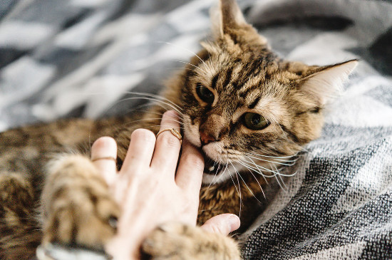 猫咪需要磨牙吗 猫咪用磨牙吗