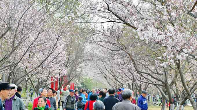 武汉看樱花最佳时间 武汉大学看樱花是免费吗 2018武大樱花最佳观赏期