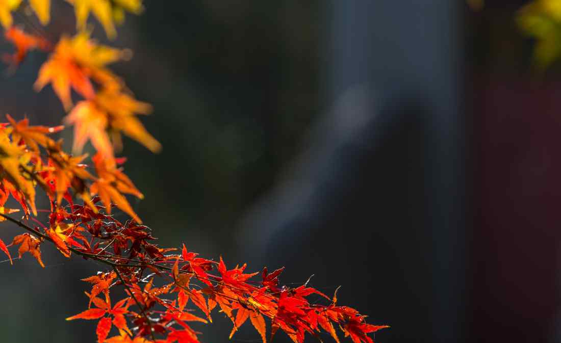 枫叶正红 枫叶正红