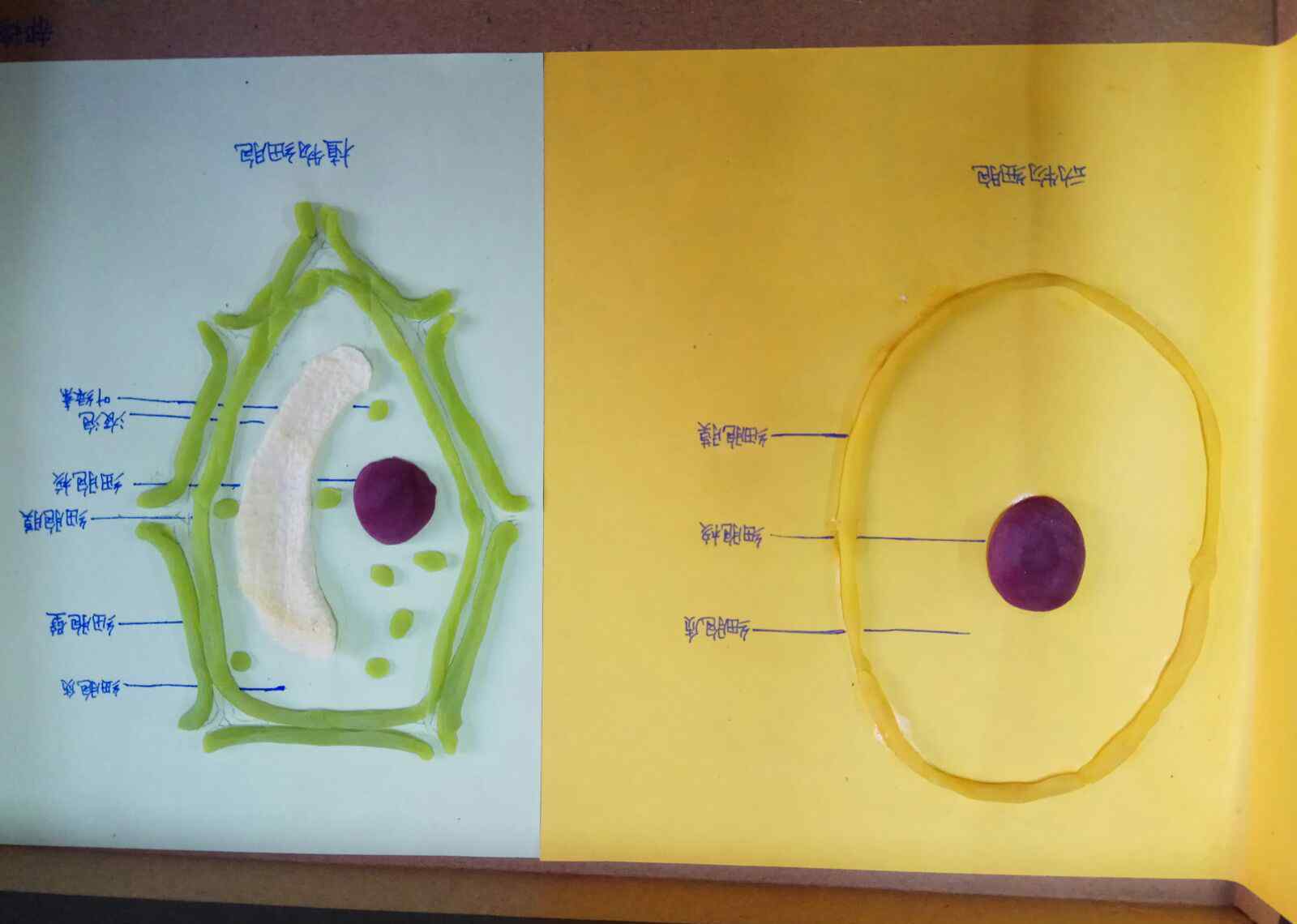 细胞模型 6.7动植物细胞手工模型