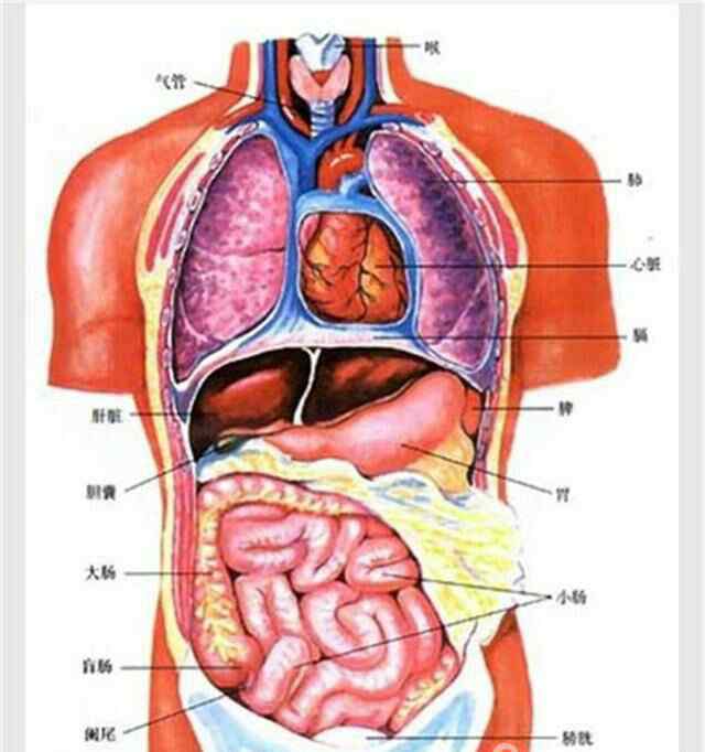 脏器分布图 人体内结构五脏六腑分布图
