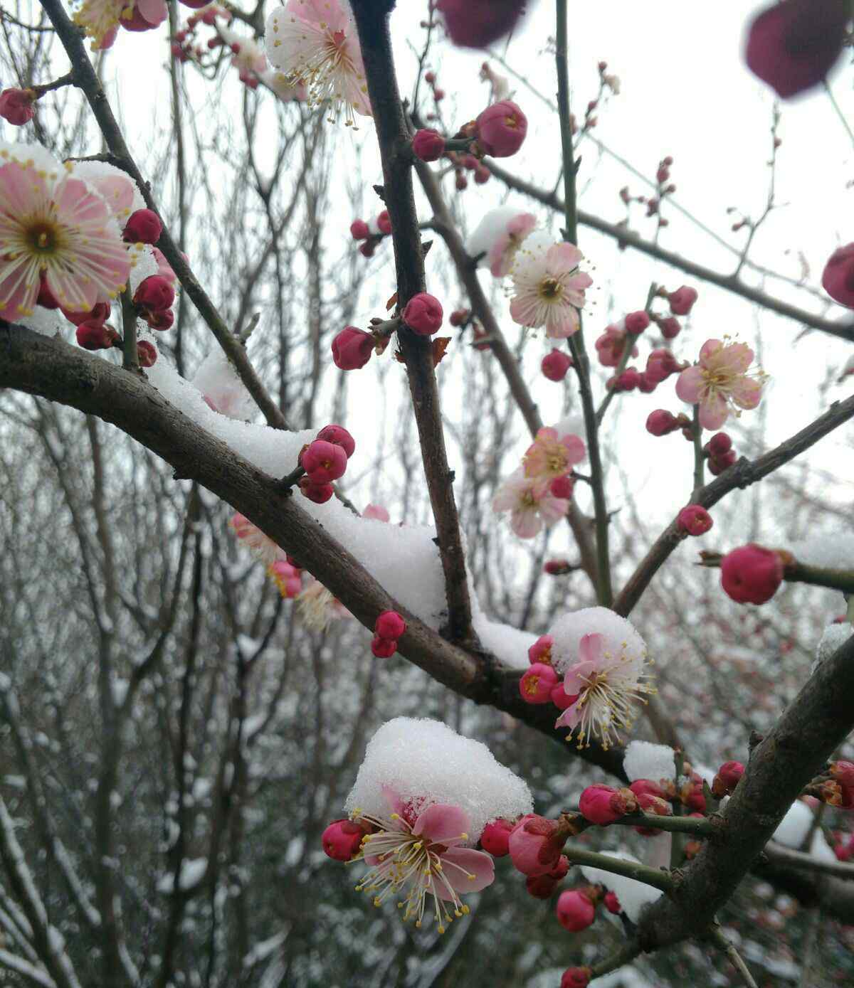 红梅傲雪诗句 傲雪红梅独自开，唯有伊人踏香来