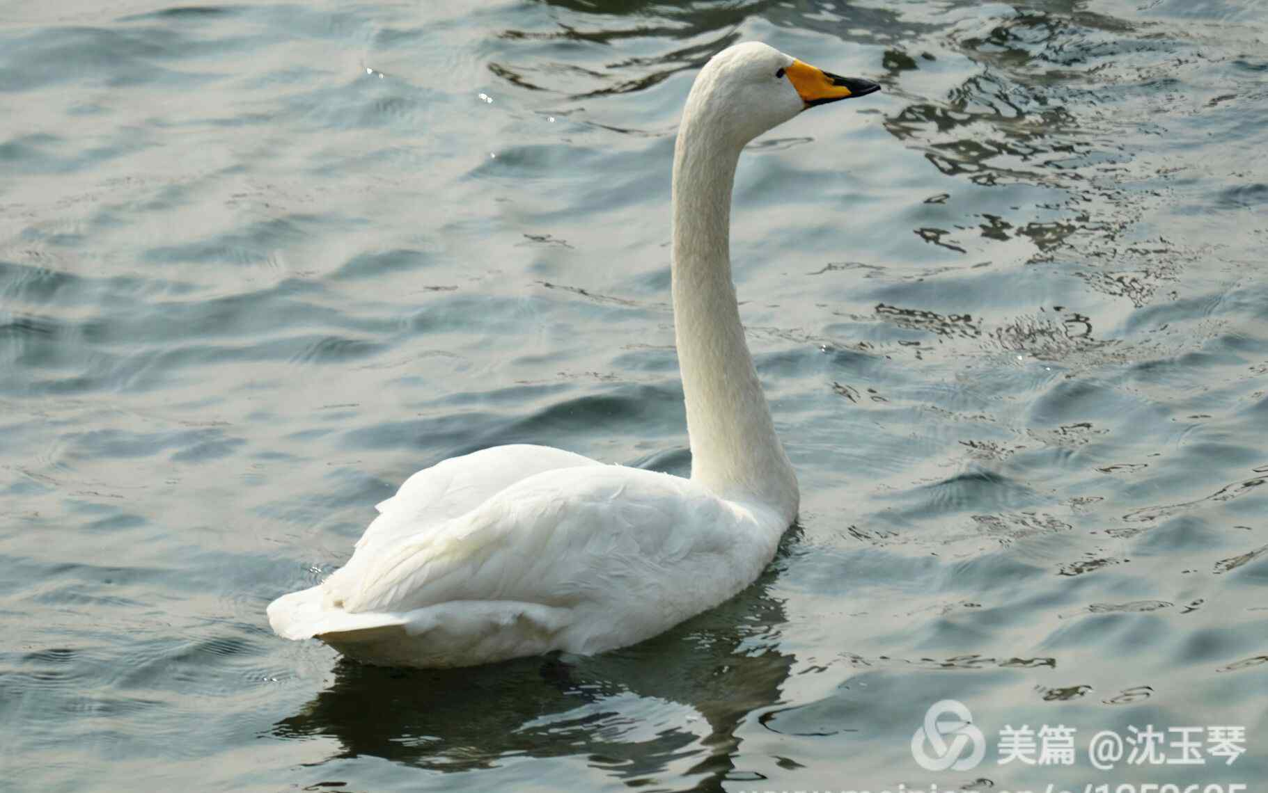 鹅们栖息地 眠沙卧水自成群，曲岸残阳极浦云。那解将心怜孔翠，羁雌长共故雄分。 ——《题鹅》李商隐