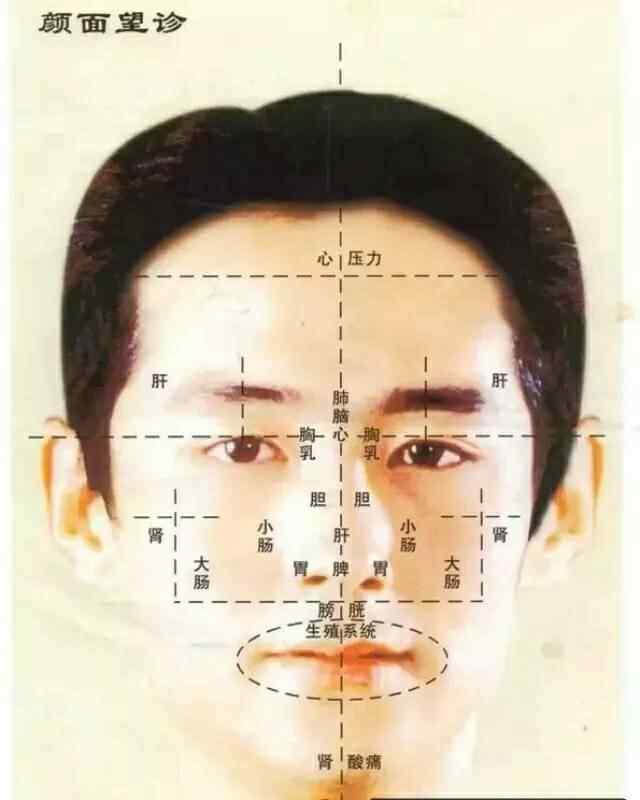 四肢百骸 人体的五脏六腑、四肢百骸、五官九窍、皮肉筋骨等组织器官，之所以能保持相对的协调与统一，