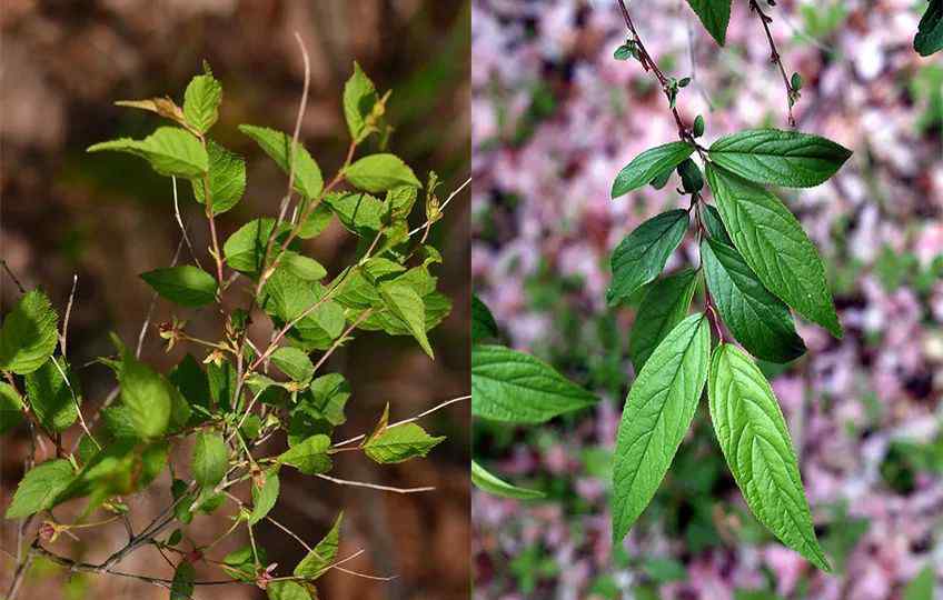 蔷薇科 分辨蔷薇科：从入门到放弃