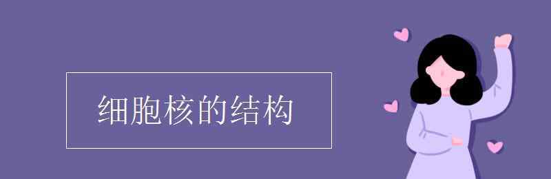 细胞核的结构 细胞核的结构