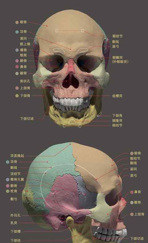 头骨素描 素描石膏头像--头骨练习