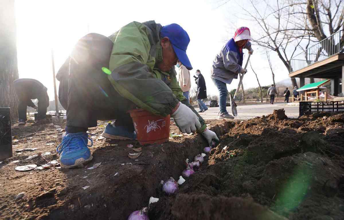 北京植物园“进驻”20万株“洋葱”？明年开春后将成多彩花海