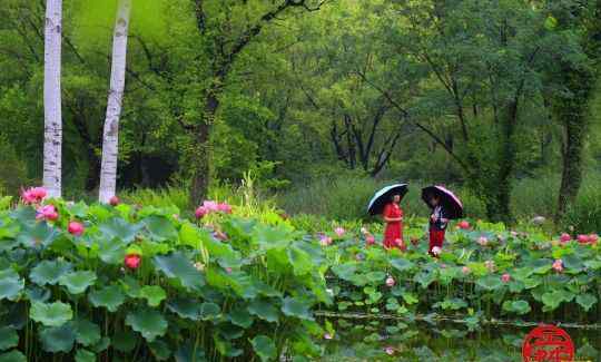 植物园野餐 赏花、野餐、纳凉 这个假期济南植物园陪您欢度端午