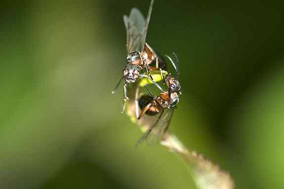 雄性 蚂蚁交配后雄性会死掉是真的吗？