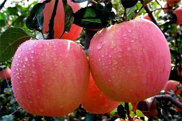 苹果怎么吃最有营养 苹果怎么吃最有营养 这样吃既有营养还有减肥功效哦