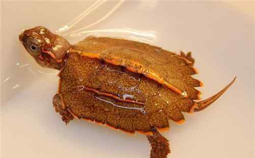 枫叶龟价格 枫叶龟好养吗 枫叶龟一般能活多久