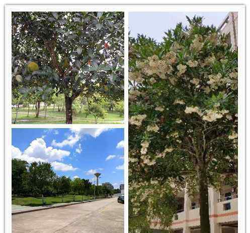 雷州市第八中学 雷州市第八中学2019年高一新生特长生招生简章