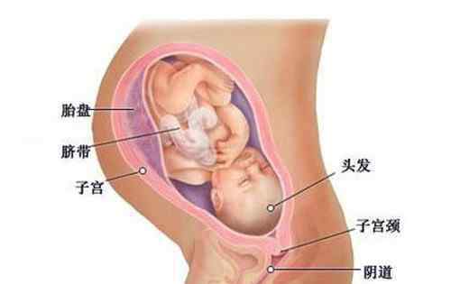 怀孕周期怎么算 怀孕有多少周 怀孕周期怎么计算更准确