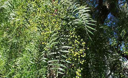 野花椒叶 芸香科植物野花椒能吃吗?市场价格多少钱一斤?有什么功效和作用?