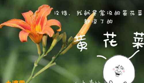 黄花菜根的功效与作用 “健脑菜”黄花菜的14大功效与作用大全，新鲜的黄花菜真的有毒吗？这样吃一点毒都没有！