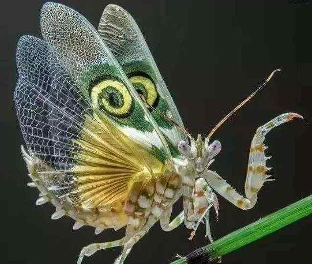 巨型螳螂1米图片图片