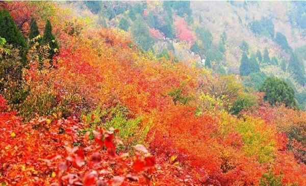 香山红叶几月份好看 香山红叶几月份最好看+观赏地点推荐