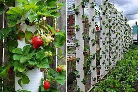 家庭自制冻干草莓做法 几种适合家庭种植草莓的自制花盆，动手跟着做吧