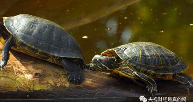 陆龟会游泳吗 龟都会游泳，是真的吗？
