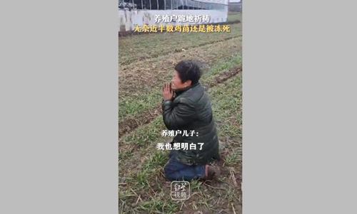 寒潮来袭鸡苗被冻死 大妈跪地祈祷 真相到底是怎样的？