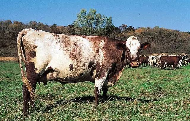 全球10大奶牛品种，比你想象多9种