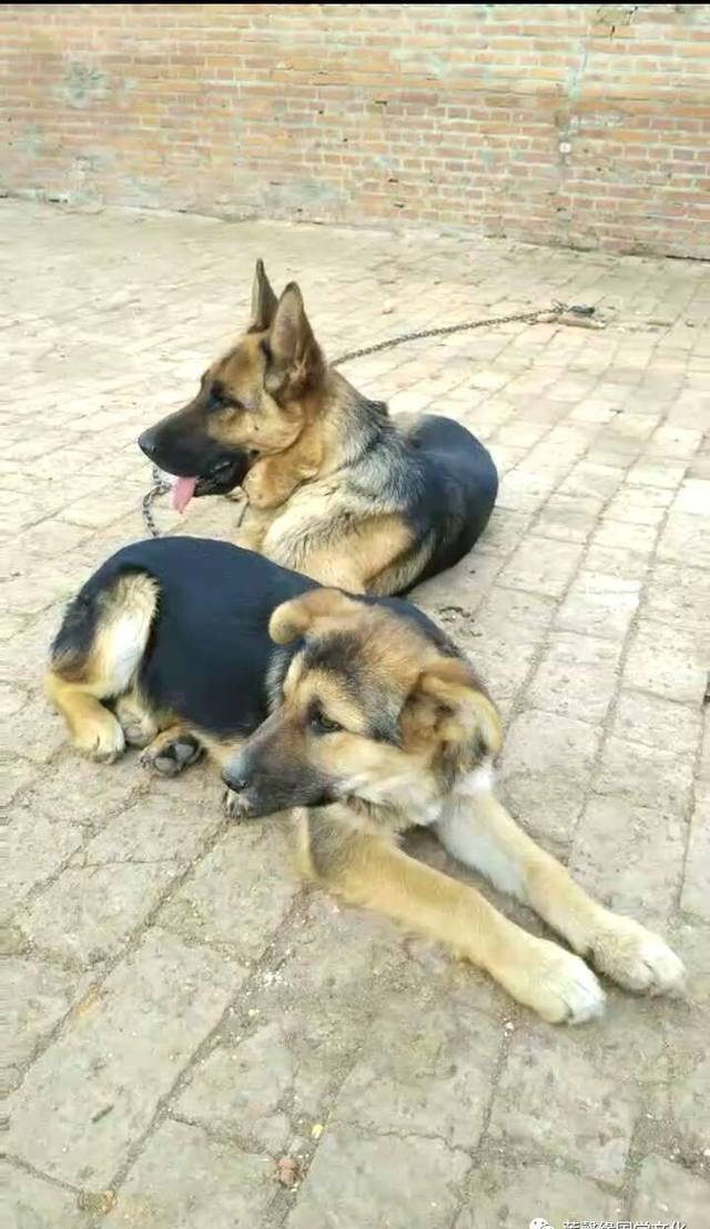 两只小狗