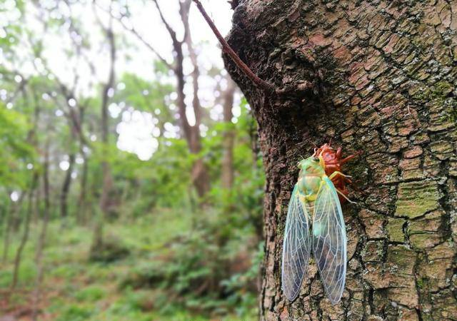 盱眙铁山寺，首位汉人和尚在此出家，已有1800多年