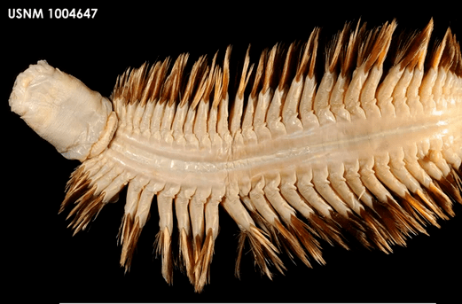 南极奇特巨型海鳞虫：身体遍布刚硬鬃毛 牙齿会伸长