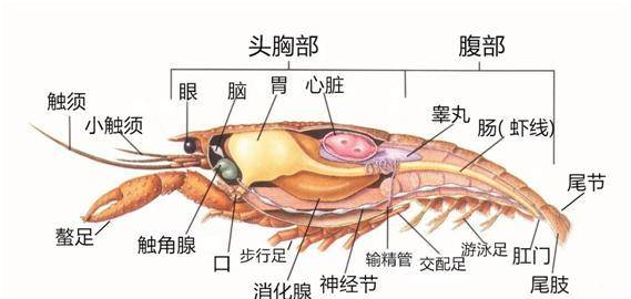 小龙虾真的不能吃吗？能吃，但是得注意几点！