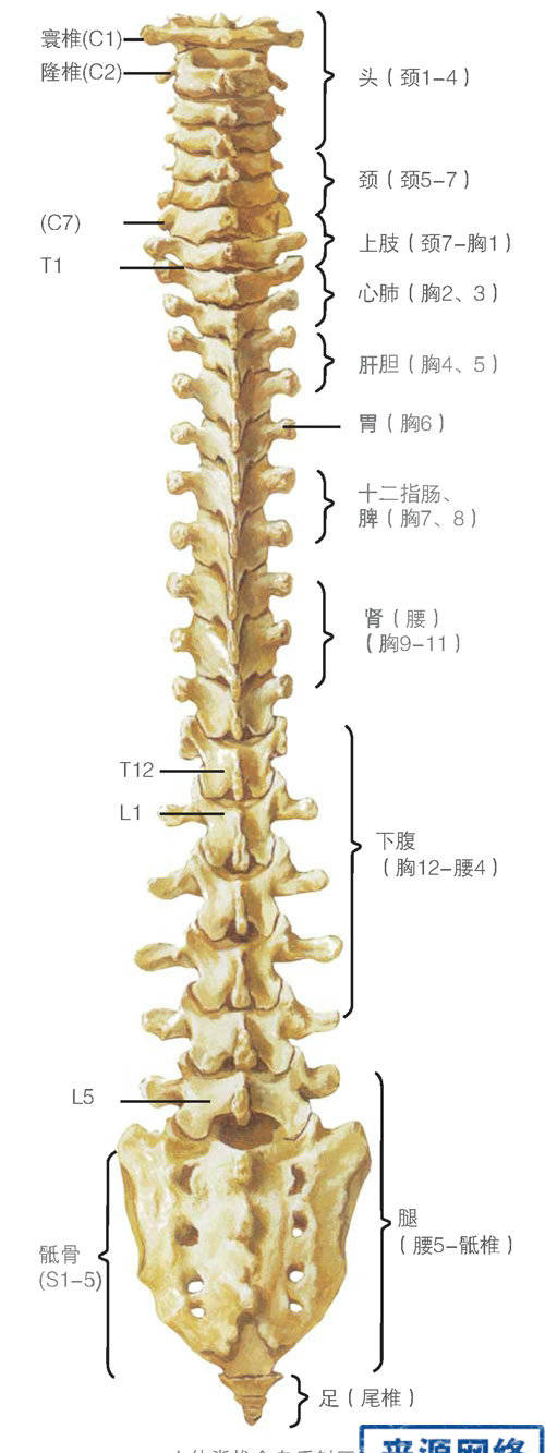 脊柱问题可导致哪些疾病?