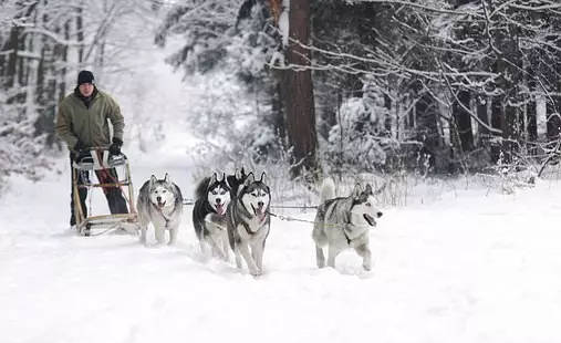 狗拉雪橇的狗到底是什么狗？