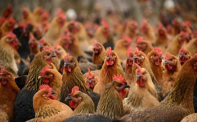 发酵床养鸡技术原理和技术指导