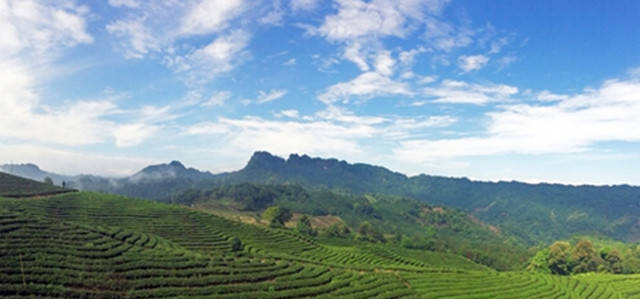 宜宾三海之天宫茶海：生态蕨溪镇 魅力天宫山