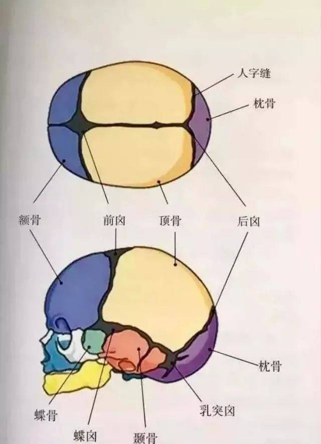 除了前囟，宝宝另一个囟门在哪？