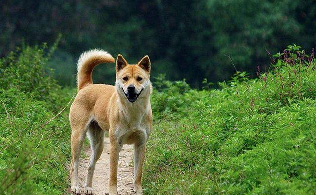 中国十大名犬，中国本土犬种排行！