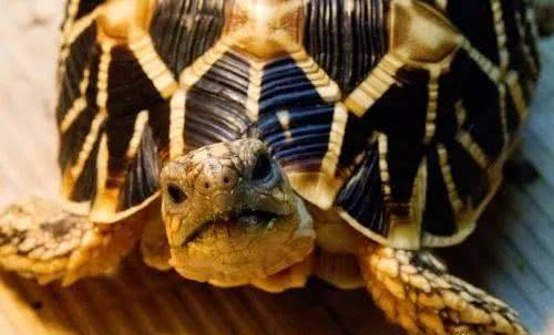 印度星龟难饲养？爬宠大神告诉你这是不存在的！