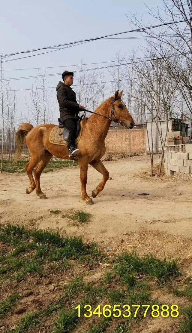 骑乘马多少钱一匹，一匹马最低多少钱能买到