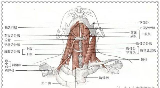 揭秘：“神秘”的舌骨兄 Hyoid